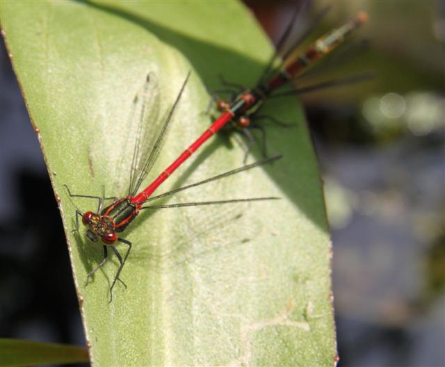 A pair of large red damsels 